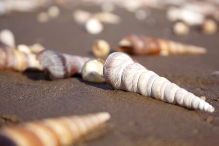 Sand shell gold