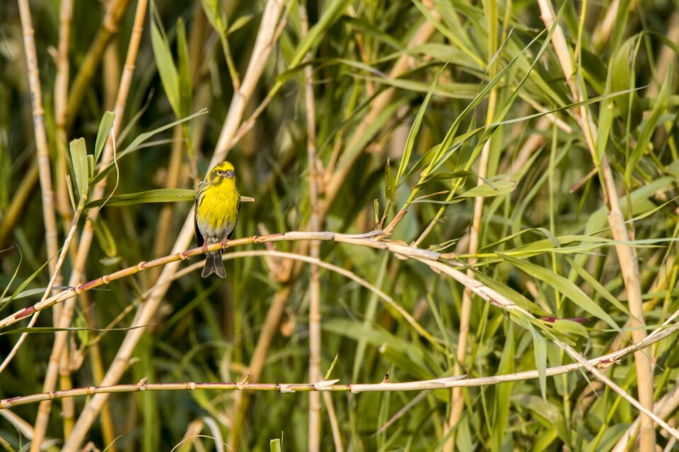 Birds wild life animalia