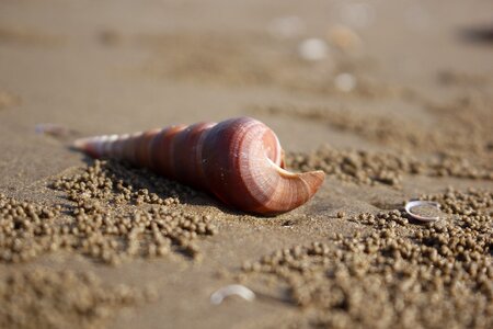 Seafood background coast