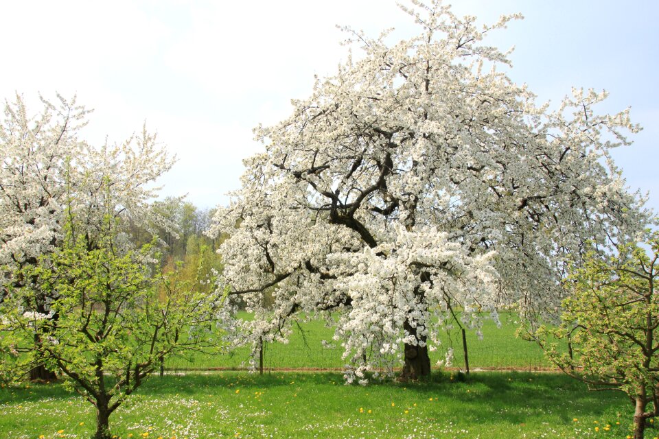 Tree season branch
