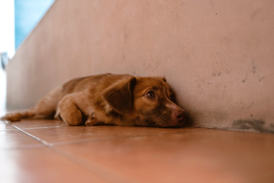 Cute animal adorable
