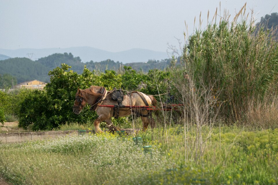 Rural area landscape horse
