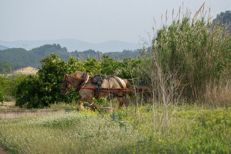 Rural area landscape horse