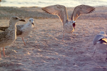 Nature beach water photo