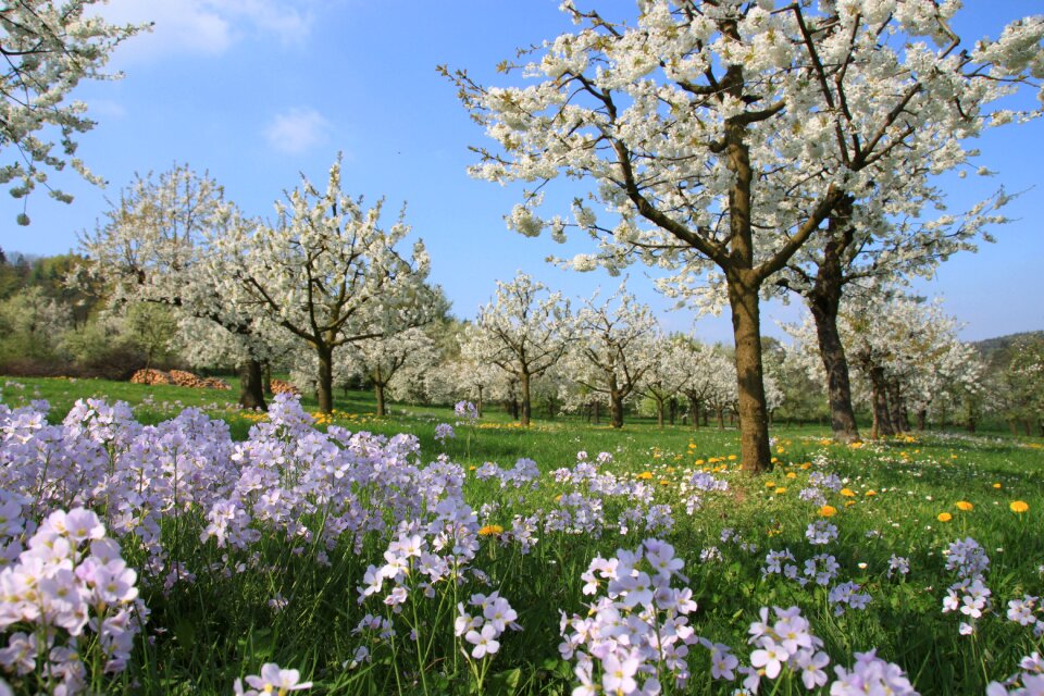 Spring tree season