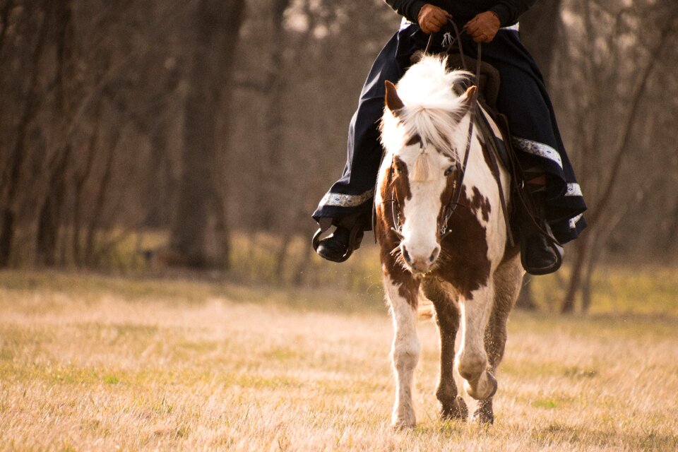 Pony horse animal photo