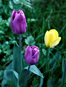 Tulip plant leaf