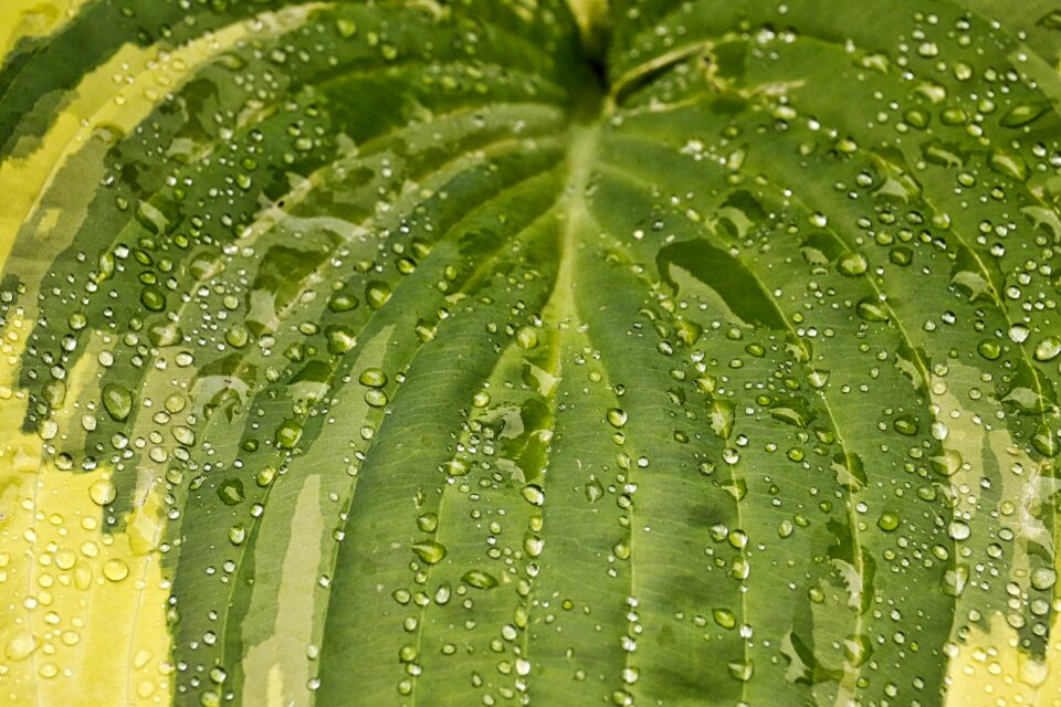 Nature close up texture