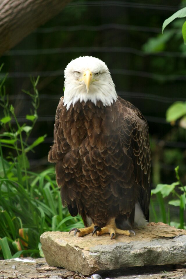 Animal nature wood