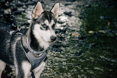 Animal dog puppy