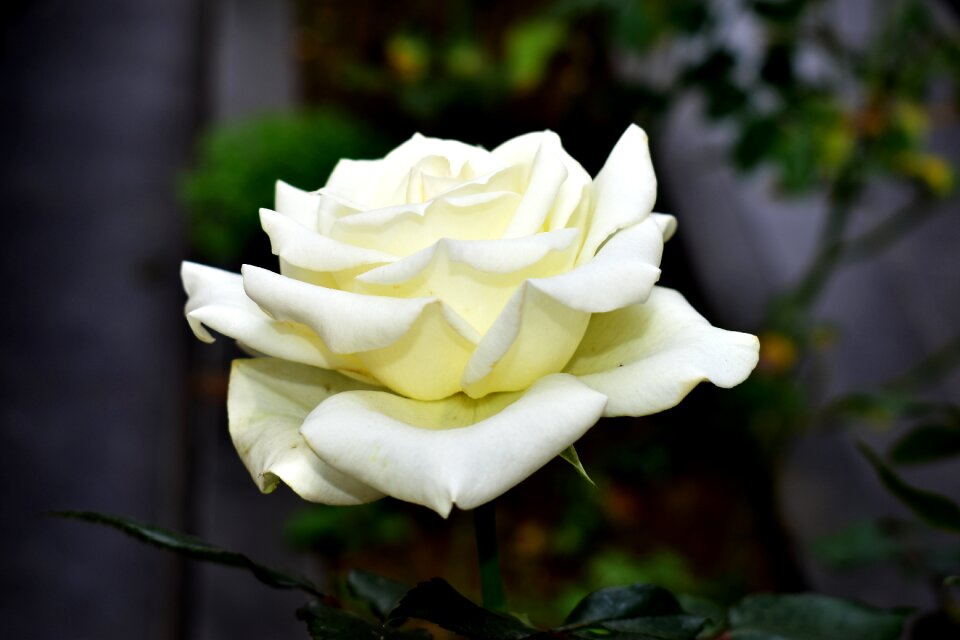 Flower plant flowering