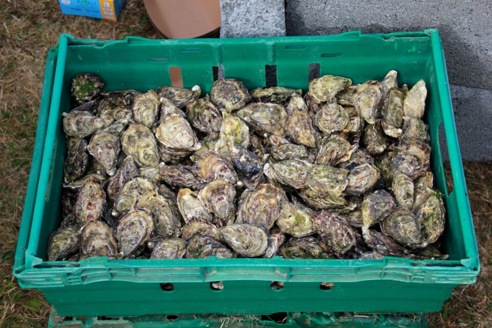 Oysters seafood shellfish