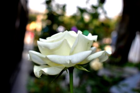 Flower plant flowering
