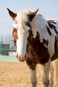 Pony ride sand photo