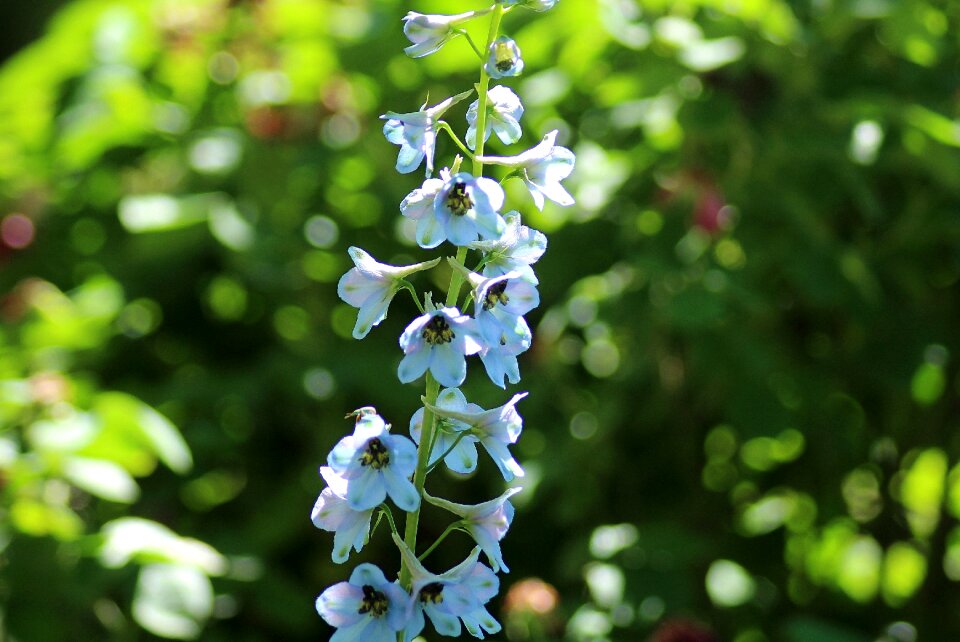 Spring plant flowering
