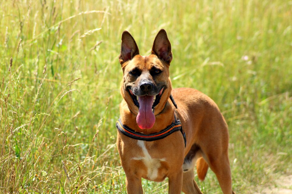 Doggy on a walk animals