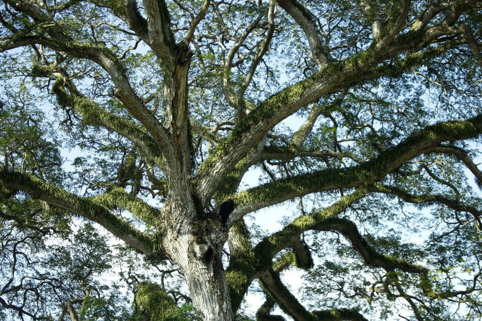 Ancient tree wood forest