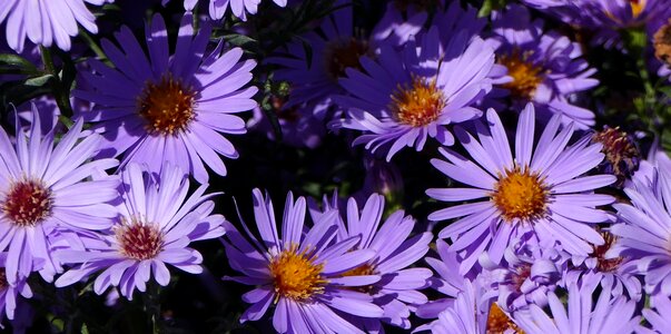 Chrysanthemum violet shadow