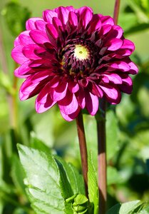 Dahlia red violet leaves photo