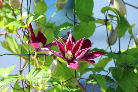 Plant spring ornamental plants