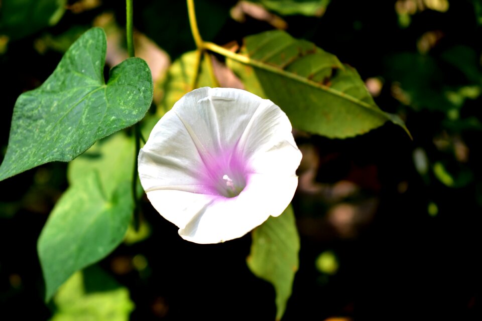 Spring flora garden