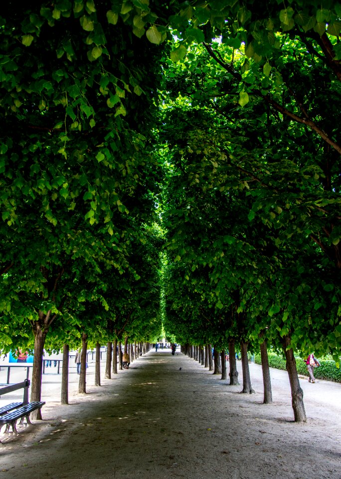 Royal palace trees paris