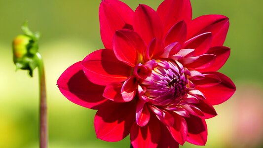 Dahlia red blossom photo