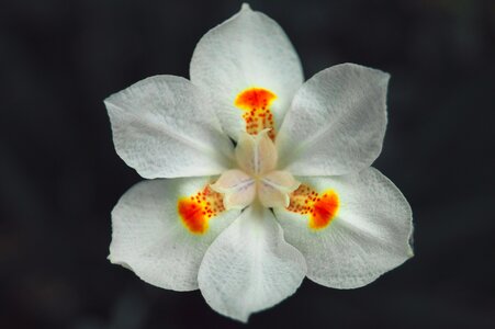 Minimalism minimalist stamens photo