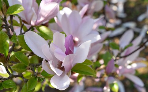Magnolia branch garden photo