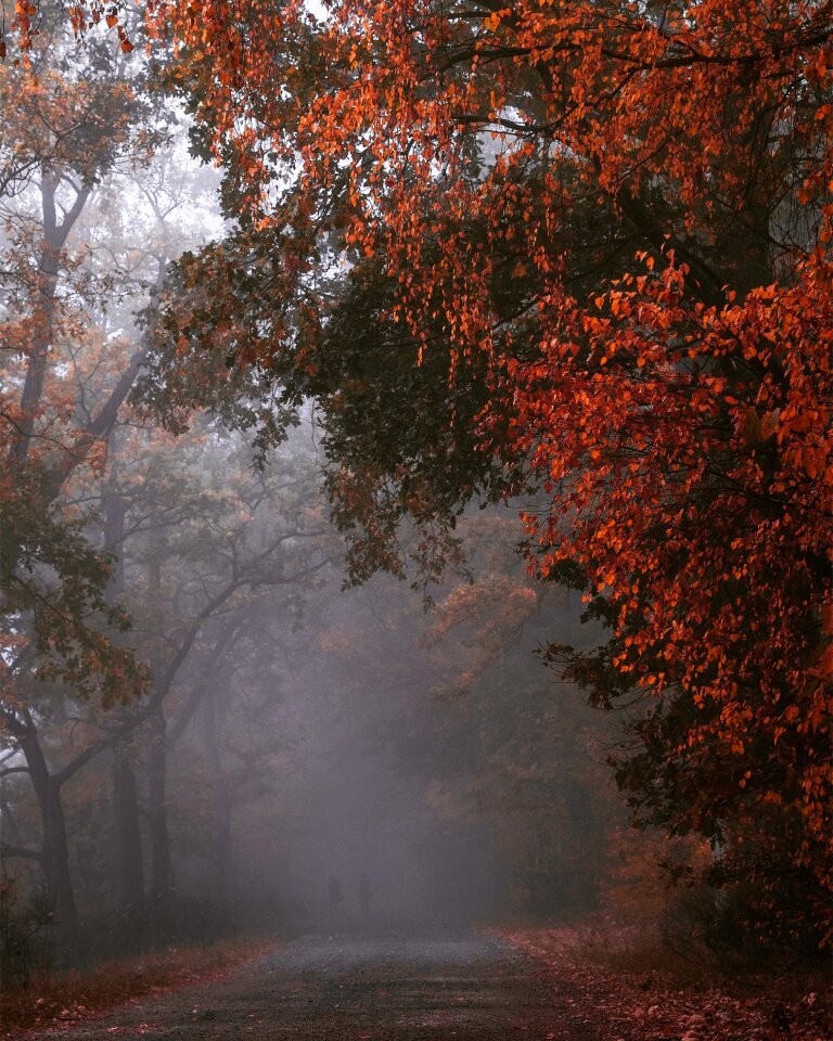 Foliage mood forest