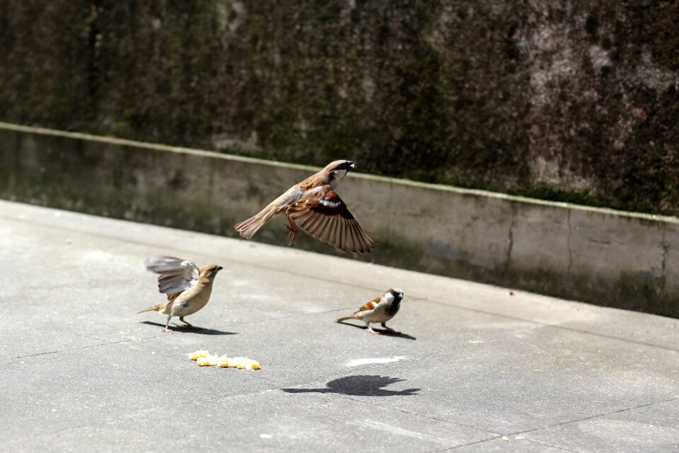 Wings fly up