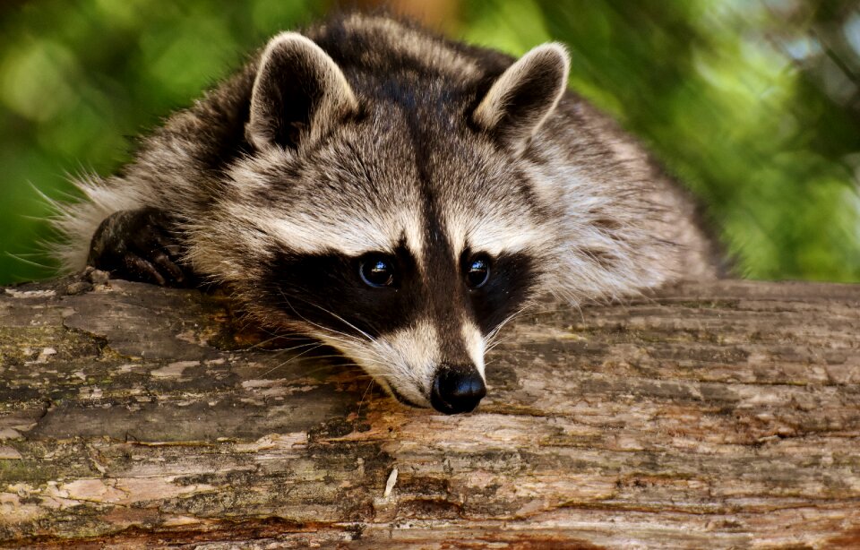 Mammal nature forest animals
