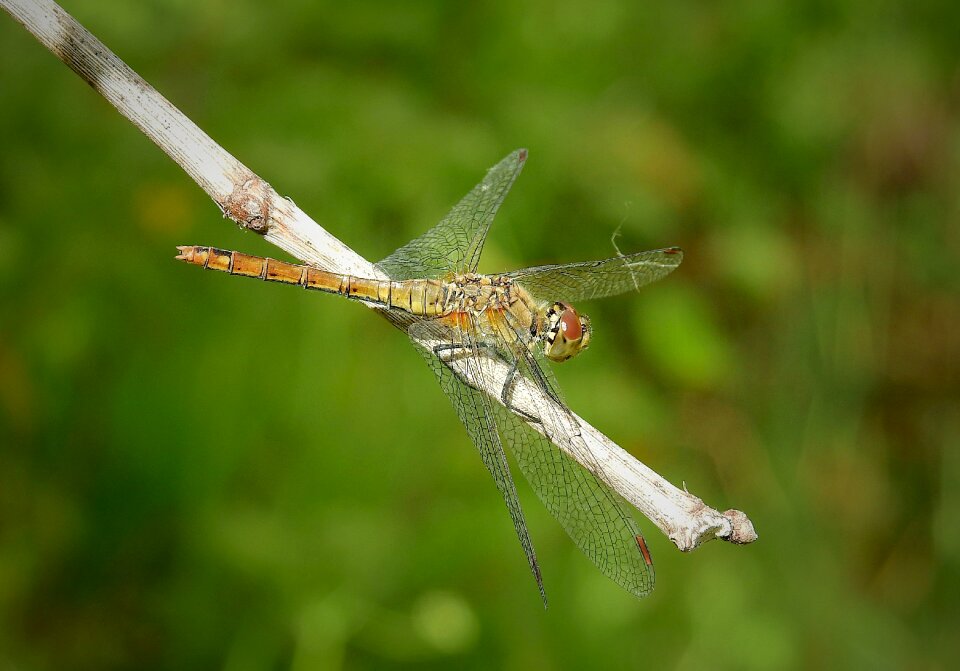 Insect nature summer