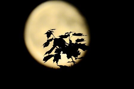 Full moon landscape mystery