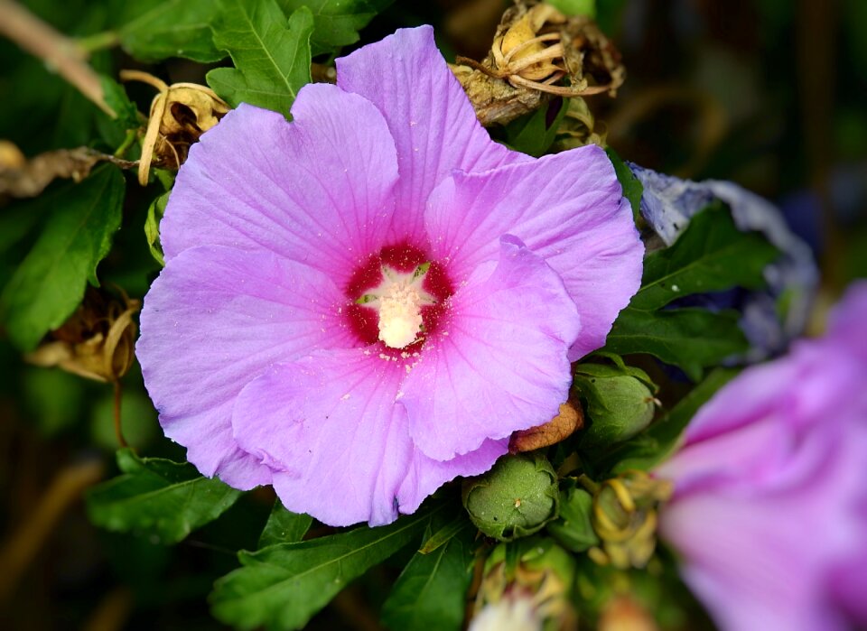 Garden beauty violet