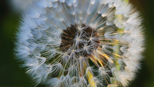 Nature dandelion flower
