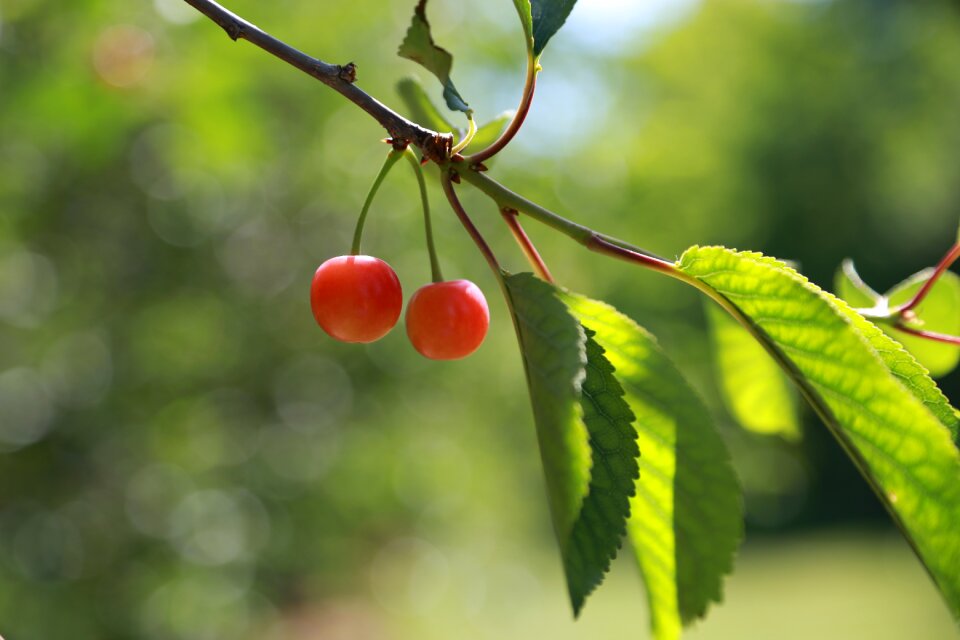 Red nature fresh