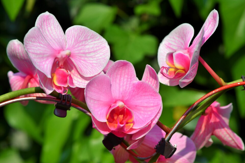 Bloom flower bloom