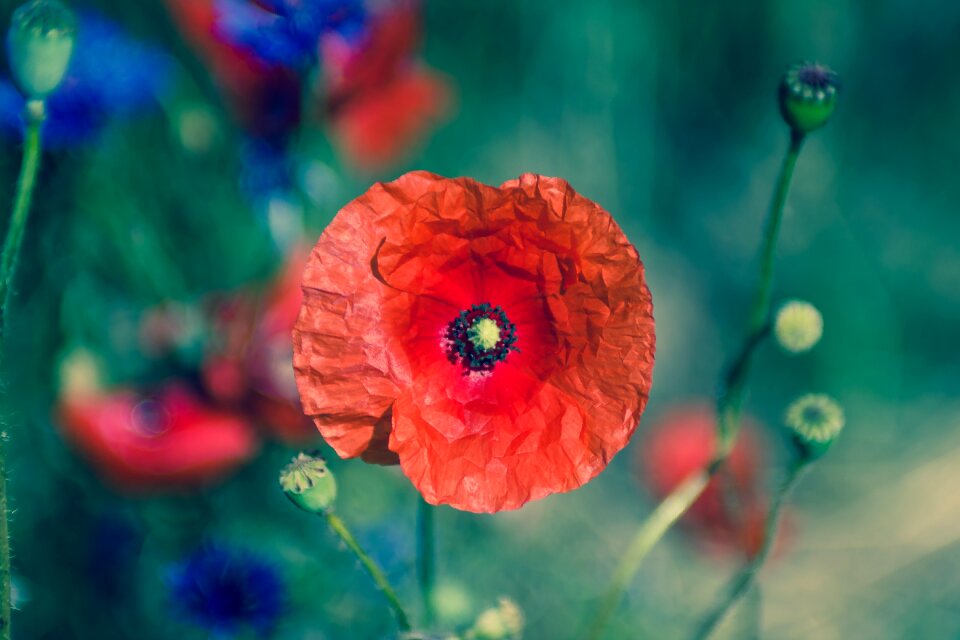 Poppy summer garden