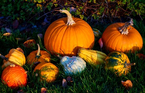 Decorative squashes harvest orange photo