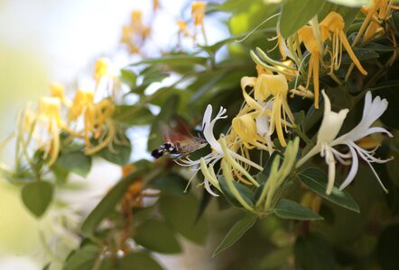 Honeysuckle japanese animal world