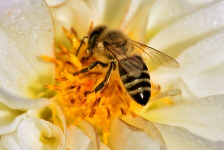 Flower bee honey bee photo
