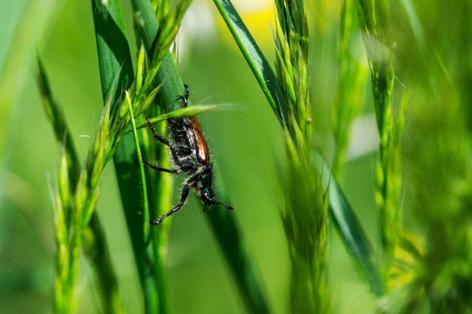 Insect nature flying photo