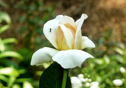 Bloom macro white