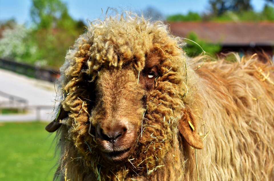 Flock of sheep pasture wool