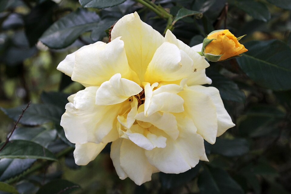 Bloom nature plant