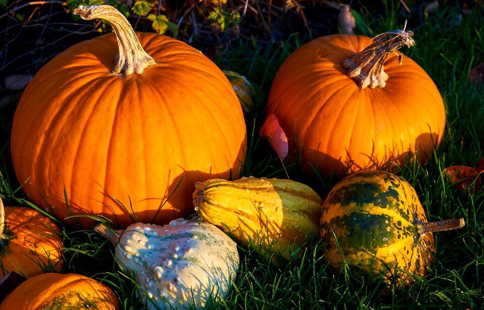 Decorative squashes harvest orange