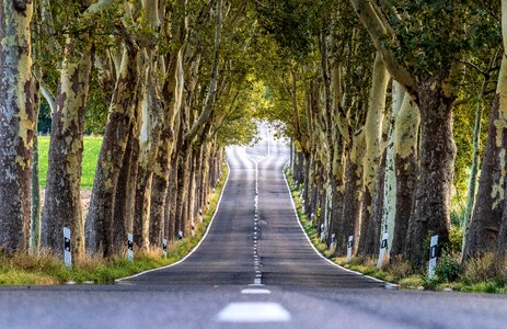 Landscape away tree lined avenue