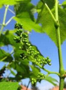 Grape cluster Free photos