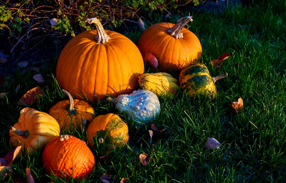 Decorative squashes harvest orange